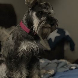 Fancy - Miniature Schnauzer