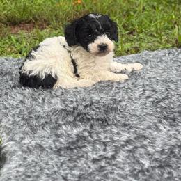 Romeo - Parti male Poodle puppy in Florida from Puppies Forever 💙❤️🐶