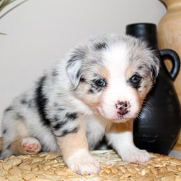 Miniature Australian Shepherd Puppies from Yarborough Kennels