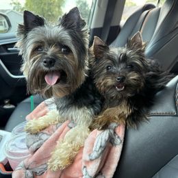 TINY Auggie (Mr.Augustine) - Black and tan male Yorkshire Terrier puppy in Daleville, Indiana from Monarch Yorkshire Terriers