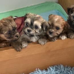 Havanese from HavaHavanese