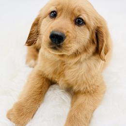 Emma - Dark golden female Golden Retriever puppy in Elmwood Park, Illinois from Goldens&MiniAussiesWithFinesse