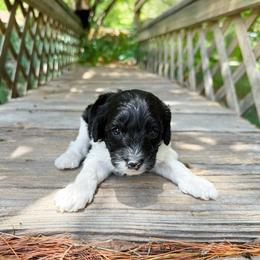 Marlie - Black female Australian Labradoodle puppy in Wamego, Kansas from Doodles of Oz