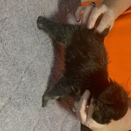 Brussels Griffon Puppies from Genesis Brussels Griffons