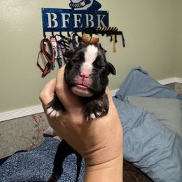 Yellow - Brindle female Boxer puppy in Ekron, Kentucky from Best Friends Euro Boxers and French Bulldogs