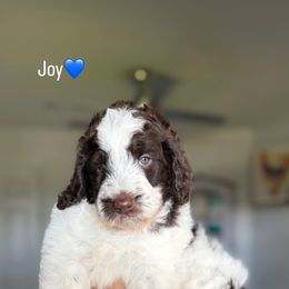 Joy - Brown and white male Bernedoodle puppy in Port Saint Lucie, Florida from Sommerdoodle