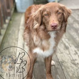Wren - Australian Shepherd