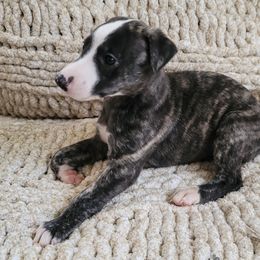 Stanley - Black brindle Whippet puppy in Port Richey, Florida from Highlander Whippets
