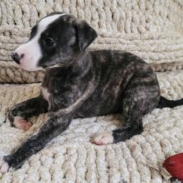 Stanley - Black brindle Whippet puppy in Port Richey, Florida from Highlander Whippets