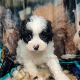 Tony - Black & white male Maltipoo puppy in Clover, South Carolina from Cudi’s Buddies
