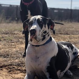 Great Danes from RHR Rose Hill Ranch, LLC