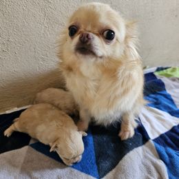 Chihuahua Puppies from Inuzuka Chis