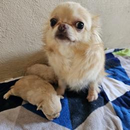 Chihuahua Puppies from Inuzuka Chis
