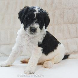 Birch - Parti male Goldendoodle puppy in Lancaster, Pennsylvania from Doodles in the Skye