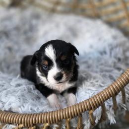 Hazelnut - Black tri female Miniature Australian Shepherd puppy in Killen, Alabama from Wilkers Wholehearted Mini Aussies