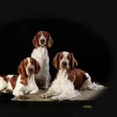 Welsh Springer Spaniel All Grown Up from Welshwood Welsh Springer Spaniels
