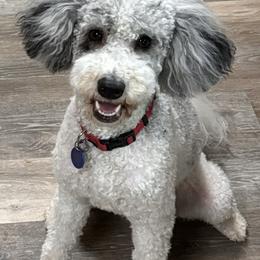 Goldendoodles from Schaefer Acres Doodles and Shepherds