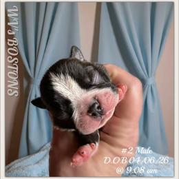 Boy 1 - Black and white male Boston Terrier puppy in North Central, Vermont from Windy Valley’s Bostons