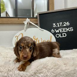 Bullseye - Dapple male Dachshund puppy in Goodyear, Arizona from AZ Low Life Doxies