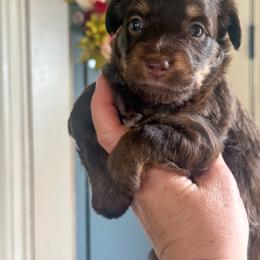 Violet💜 - Red phantom female Aussiedoodle puppy in Granbury, Texas from Triple Cross Doodles