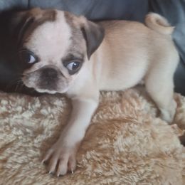Pug Puppies from McNulty La Bouji