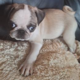 Pug Puppies from McNulty La Bouji