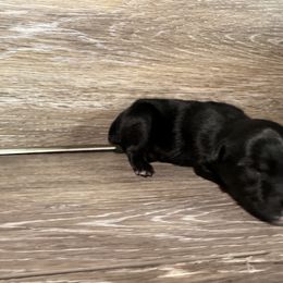Miniature Australian Shepherd Puppies from Kyn's Kennel