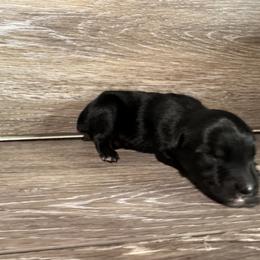 Miniature Australian Shepherd Puppies from Kyn's Kennel