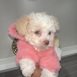 Juliet - Cream female Goldendoodle puppy in Matteson, Illinois from Chitownpupz