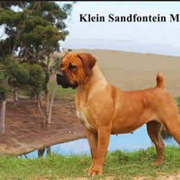 Mia - Boerboel