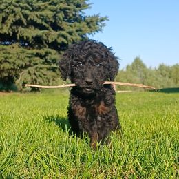 Girl 3 - female Goldendoodle puppy in Harrisburg, Nebraska from Wildcat Hills Doodles