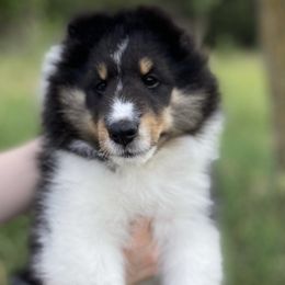 Shetland Sheepdog Puppies from Aral Shelties
