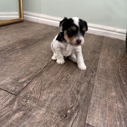 Yorkshire Terrier Puppies from Teresa Faulkner