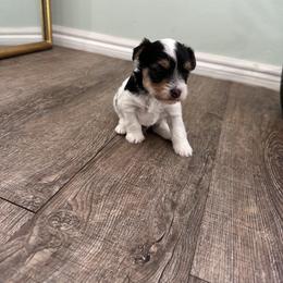 Yorkshire Terrier Puppies from Teresa Faulkner