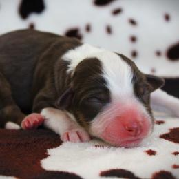 Girl 3 - female Miniature Australian Shepherd puppy in Menomonee Falls, Wisconsin from Hunt N Oaks