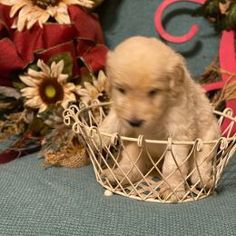 Goldendoodle Puppies from Toneytails Doodles