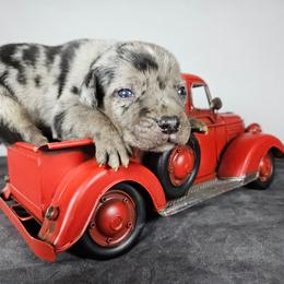 Colt NALC - Blue merle male Catahoula Leopard Dog puppy in Doerun, Georgia from Twig & Tail Puppies