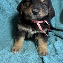 Female - female Golden Mountain Dog puppy in Tacoma, Washington from Canyon Meadows Farm