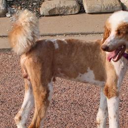 Bernedoodles from Peyton Doodles