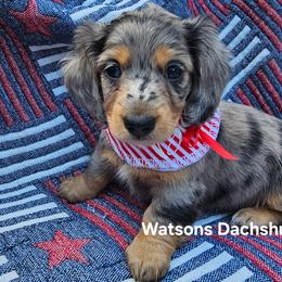 Lola - Dapple female Dachshund puppy in Gilmer, Texas from Watsons Dachshunds