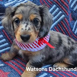 Lola - Dapple female Dachshund puppy in Gilmer, Texas from Watsons Dachshunds