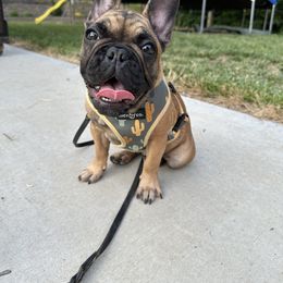 French Bulldog Puppies from Poppy’s Frenchies