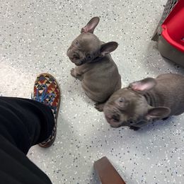 French Bulldog Puppies from Red Barn Farm of the Ozarks