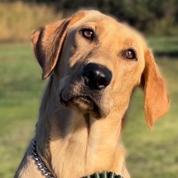 Delta - Labrador Retriever