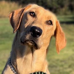 Delta - Labrador Retriever