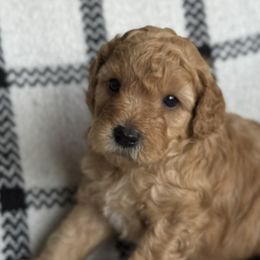 Labradoodles from Kona's Doodles