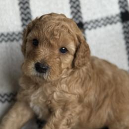 Labradoodles from Kona's Doodles