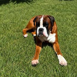 Rocko - Boxer