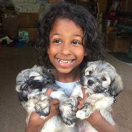 Havanese Puppies from 3 Bs Havanese