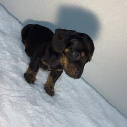 Dachshund Puppies from K9 Royal Club